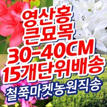 (15묶음 영산홍 큰묘목 빨강 30~40cm 전후 또는 이상 15개) 철쭉마켓 철쭉 묘목 꽃 나무 영산홍 연산홍 베니 정원 마당 조경수 정원수 울타리 화목류 철죽 농원 울타리, 영산홍빨강색 15개(30~40cm전후또는이상)