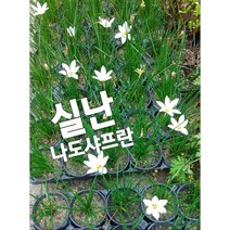 실난-나도샤프란/ 꽃말은 즐거움 지나간 행복입니다.