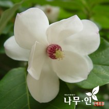 [나무인] 함박꽃나무(산목련) 포트묘