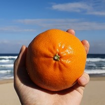 [태양이네농원] 명품 천혜향 3KG 5KG 10KG, [5kg] 혼합과(17~27과)