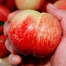 복숭아 천도복숭아 당일수확 신비복숭아 1kg, 신비복숭아 1kg 랜덤, 1개