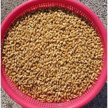 밀씨앗 밀종자1kg(우량종자) 분당밀싹농장, 1개