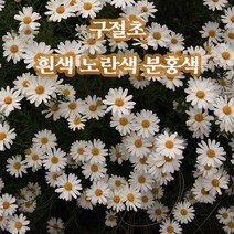 뿌리로템원예종묘_구절초 흰색 분홍색 노란색 3종 포트 다년초 야생화 지피식물, 노란 구절초 2개포트