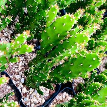 [올식스] 마블 S, 1개