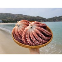 [바다간식] 동해 삼척 피문어 대문어 참문어 생물 숙회 제수용 자숙 문어, 자숙 온다리 제수용피문어(2.5kg)
