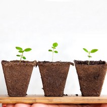 방울토마토 키우기 화분 식물기르기, 쿠팡50억 본상품선택