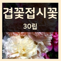 꽃씨몰 꽃씨 봄 파종 여름꽃씨 가을 노지월동 다년생 야생화 양귀비 종자 꽃씨앗, 207.겹꽃접시꽃 30립(다년생)