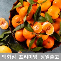 가락청과네 천혜향 3kg 천혜향제철 제주천혜향, 1, 본상품선택