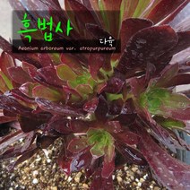 허브여울다육 흑법사(목대하나) 지름 9cm 소품화분, 1개