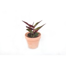 서비내 초코싱고니움 Syngonium Erythrophyllum 희귀식물 공기정화식물 플랜테리어 인테리어 서비야드플라워아울렛