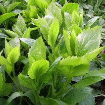 울릉도 부지갱이 나물 생채 1.5kg (새순 초물), 부지갱이생채 1.5kg