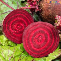 디카운티 레드비트 제주 햇 비트 알비트 제주산 생비트 최상품 강원도 전라도 고랭지비트 3kg 5kg 10kg, 1박스, 5kg (육지 비트)