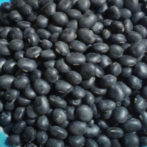 (성실)속파란 서리태콩 500g(씨앗종자 사용가능)