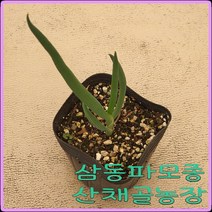 모종이야기 토종 대파 모종 / 삼동파(삼층파) 컵포트모종 / 1개당2000원, 50개