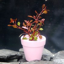 미미팜스 무결점 루드위지아 슈퍼레드 수초 3뿌리.미미네아쿠아