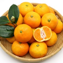 하르방마켓 제주 하우스 감귤 황금향 2kg 3kg 5kg 10kg 제주도 선물용 추석 명절 선물세트 추석과일선물세트, A-3. 최상품 감귤 선물세트 5kg