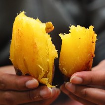 [오픈기념] 정읍젊은농부 달콤한 꿀고구마 베니하루카, 꿀고구마 베니하루카 120g~300g 특상5kg