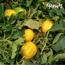 식탐대첩 못난이 성주 꿀참외 2kg 중과 7-10개, 없음