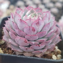 예쁜 다육모아보기 [ 다육이 9종 ], 5번-샤롤로즈