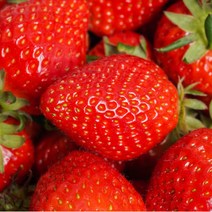 산지직송 GAP인증 킹스베리 딸기 고당도 왕딸기 프리미엄 1kg 특대, 1.킹스베리(20~22과)_1kg
