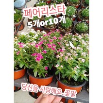 페어리스타꽃-5개or10개/일일초를 개량한 페어리스타, 5개