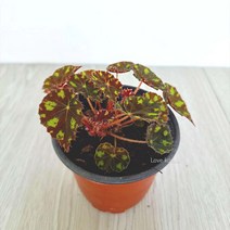 타이거베고니아 베고니아 키우기쉬운 실내공기정화식물 공기청정식물, 단품