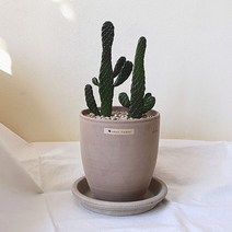 실내공기정화식물 로드킬선인장 만세선인장 인테리어 팽이토분 소형, 토분 기본 구성