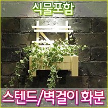 [스텐드/벽걸이 미니원목화분] 화초 공기정화식물-스킨답서스 싱고니움 산호수 아이비 금사철 트리안 꽃배달 인테리어화분 예쁜화분 화분배달 꽃화분 관엽식물 허브 원예식물 실내식물 모종, 스텐드/벽걸이 미니원목화분 (식물 미포함)