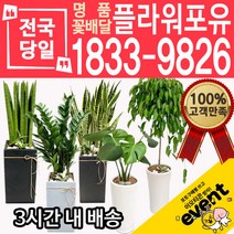 개업축하화분배달 금전수 돈나무 산세베리아 극락조 뱅갈고무나무 해피트리 행운목 녹보수 크로톤 스투키 개업식 개업선물 집들이 거실화분, (선택102)숯부작