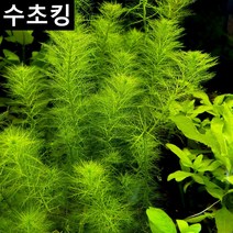 수초킹 초보수초 그린 밀리오필름, 3촉