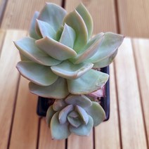 백봉 중품 키우기 쉬운 거실 실내 다육 랜덤 분별도1자1-80, 단품, 1개
