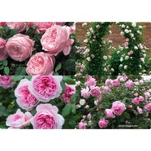 영국 장미 묘목/데이비드 오스틴 장미(David Austin Rose), 더 락 어센딩