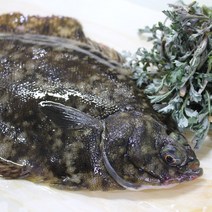 (최상품) 삼천포 봄도다리 자연산 생물 손질 생선 도다리 생도다리 쑥국 쑥 도다리국 도다리탕 밀키트 세트, 손질 도다리 (800g), 1개