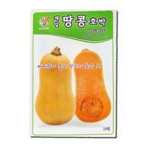 제일 땅콩호박(버터넛 스쿼시) 10립, 1개