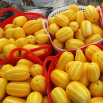 친환경 농법 성주참외 꿀참외 못난이 참외 1kg 2kg 5kg 10kg 가정용 선물용 임산부 선물, 가정용(로얄)