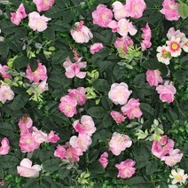 N78 플랜트월 인조 식물 ROSE PINK 포토월 벽 잔디 포토존 인테리어 실내 조경 벽면 녹화 수직 정원 그린월