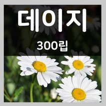 꽃씨몰 꽃씨 봄 파종 여름꽃씨 가을 노지월동 다년생 야생화 양귀비 종자 꽃씨앗, 201.데이지 300립(다년생)