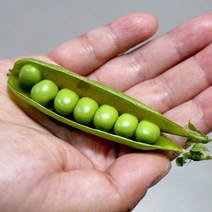 국내산 제철 햇 완두콩 이유식 스프 깐완두콩 1kg 2kg, 껍질 완두콩