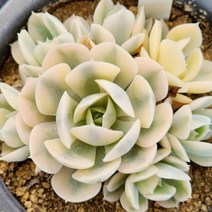 다육식물(마케베니아금) 327 랜덤, 1개