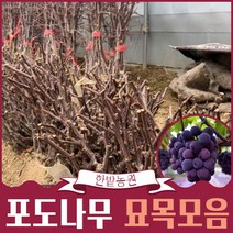 포도나무 묘목 1년생 캠벨 샤인머스켓 자옥 MBA 머루 산머루 거봉, 거봉 (충랑)