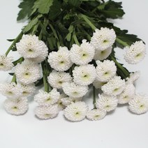 화이트캡 소국 생화택배 (고속터미널꽃시장) 꽃예꽃, 며칠 기다렸다가 꽃 입고 되는대로 발송, 월요일 구매시 (수~목요일 도착)