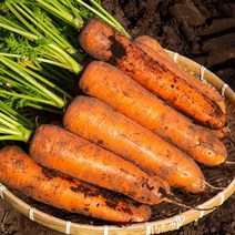 야채삼촌 당근 햇당근 제주 경남 강원 3kg 5kg 10kg 흙당근, 3kg(특), 1개