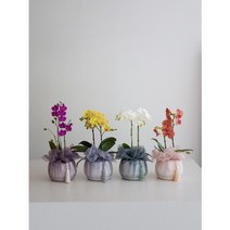 서양란 호접란 난선물 보자기난 서울승진화분 서양난 개업 영전 예단 상견례 환갑 서브로사, 화이트, 핑크베이지, 폰트인쇄