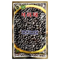 서리태씨앗 30g 검은콩 서리테 검정콩 씨앗