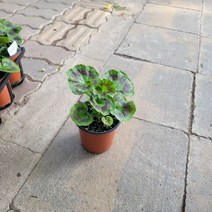 무배특가 수입제라늄 핀토제라늄 색상랜덤 15-25cm 69