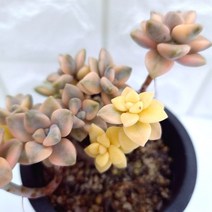 살구미인금 다육이 살구 물들은 다육 식물 랜덤발송5금3-130, 단품