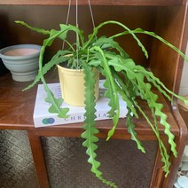 더라라플랜트 피쉬본 생선뼈선인장 행잉플랜트, 노랑