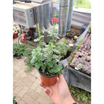 인기허브 체리세이지 소품 10~25cm 23