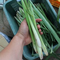 땅끝해남 생 레몬그라스 1kg, 생 레몬그라스 줄기 1kg