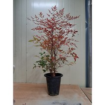 [박씨농원] 남천나무 물이 이쁘게 들었어요. 높이98센치정도